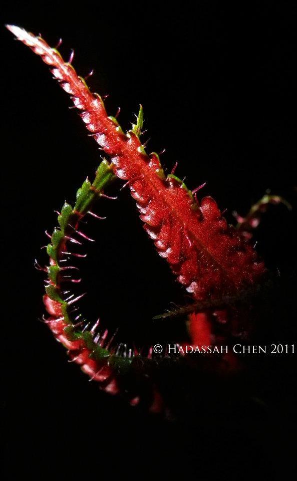 B. pteridiformis